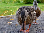 Feed the Ducks Game