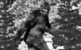 Bigfoot Encounter Murder Mystery